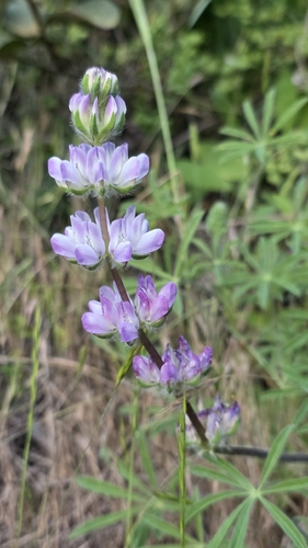Lupinus observed 2026-10-27