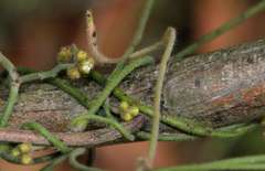 Cassytha pubescens
