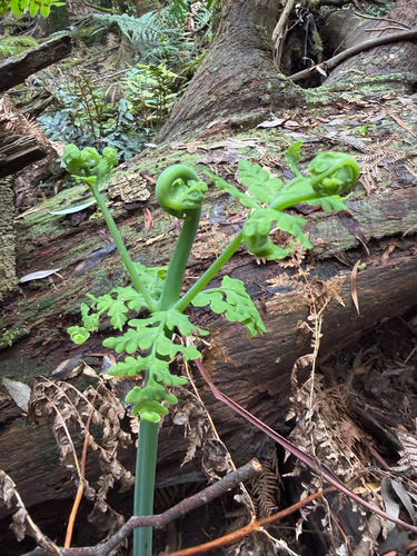Histiopteris incisa observed 2026-10-28