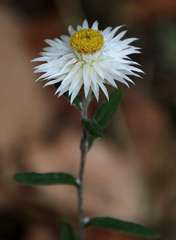 Helichrysum leucopsideum