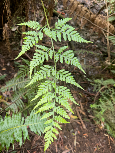 Rumohra adiantiformis observed 2026-10-28