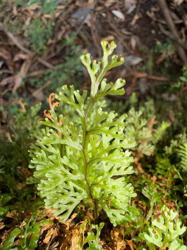 Hymenophyllum australe observed 2026-10-28