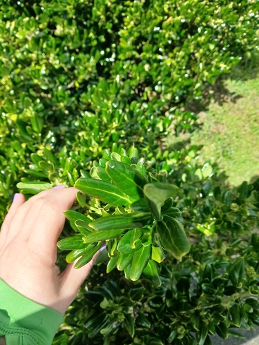 Coprosma observed 2026-10-28