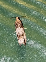 Notocelia rosaecolana