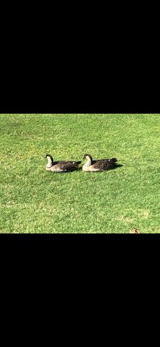 Branta sandvicensis observed 2026-10-27