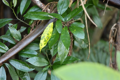 Melicytus ramiflorus observed 2026-10-25