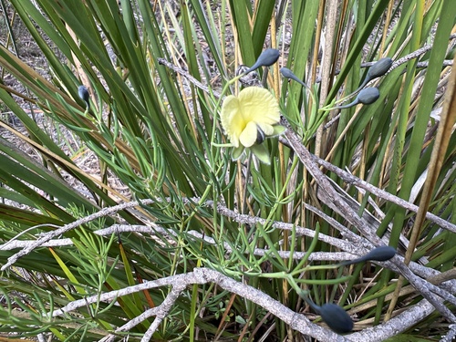 Gompholobium huegelii, 2026-10-28