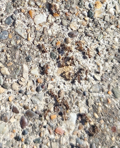 Linepithema humile observed 2026-10-27