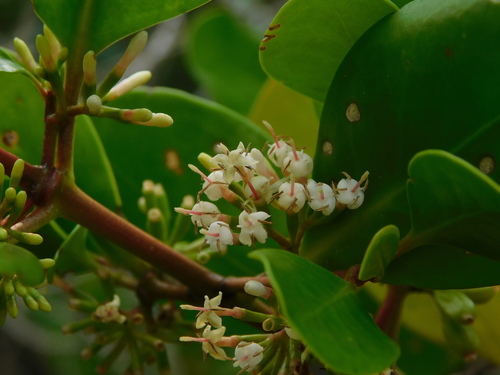 Scyphiphora hydrophylacea observed 2026-10-23
