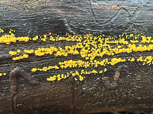 Calycina citrina, 2026-10-27