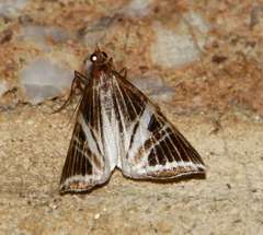 Phrataria transcissata
