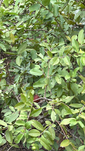 Psidium guajava observed 2026-10-28
