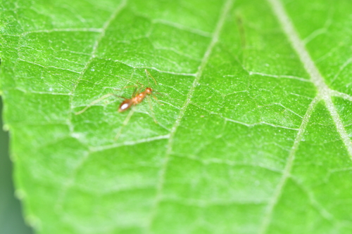 Anoplolepis gracilipes observed 2026-10-28