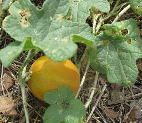 Cucumis melo observed 2026-10-25