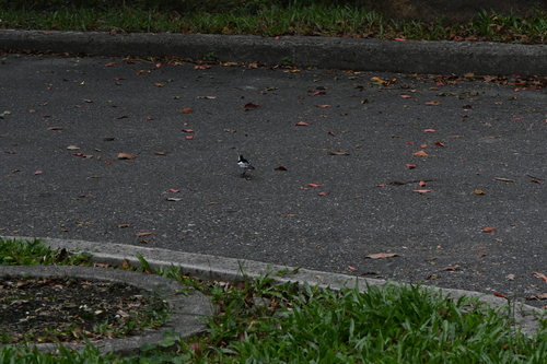 Motacilla alba observed 2026-10-28