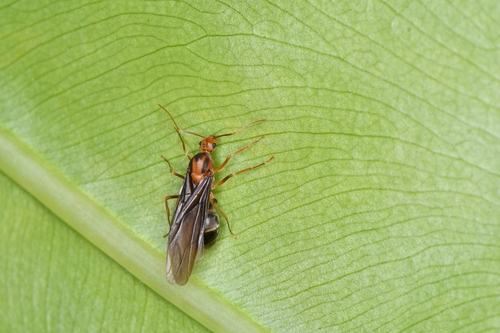 Anoplolepis gracilipes observed 2026-10-28