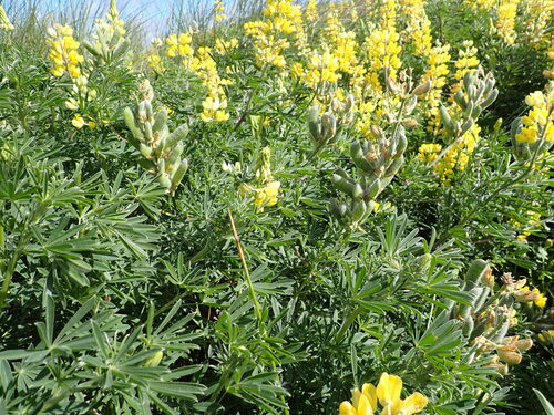 Lupinus observed 2026-10-28