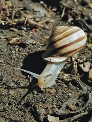 Otala lactea