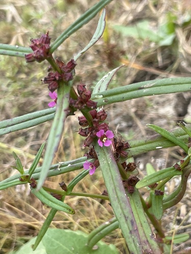 Ammannia coccinea observed 2026-10-25
