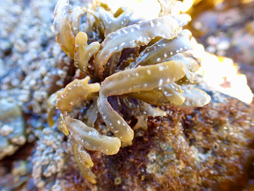Hesperophycus harveyanus observed 2026-10-27