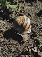 Otala lactea
