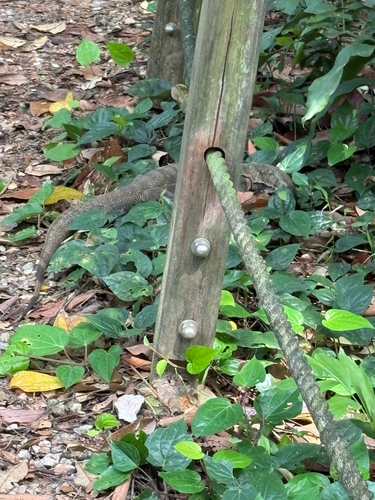 Varanus nebulosus observed 2026-10-28