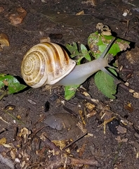 Otala lactea