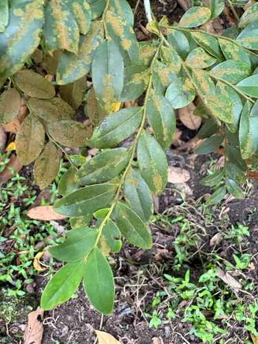 Diospyros observed 2026-10-28