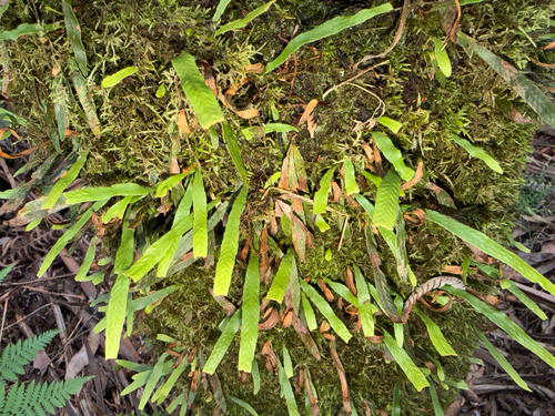 Polypodium observed 2026-10-28