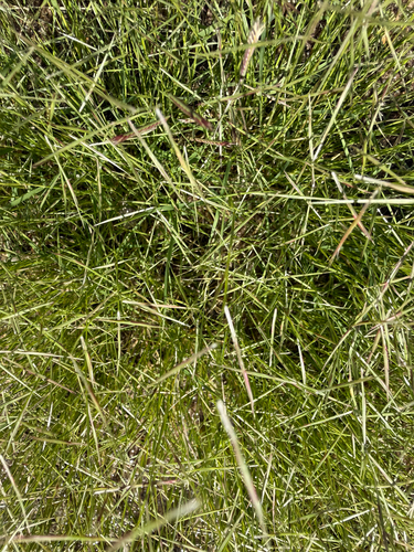 Bouteloua aristidoides, 2026-10-24