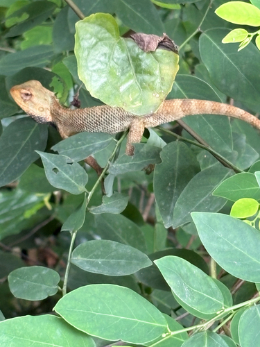 Calotes versicolor observed 2026-10-28