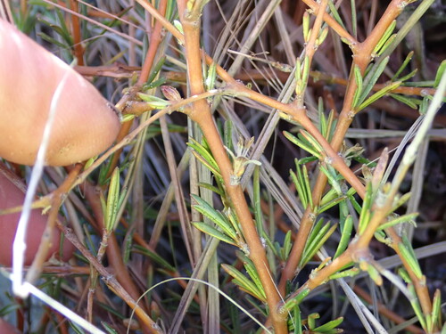 Coprosma observed 2026-10-28