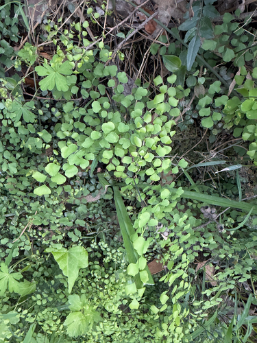 Adiantum aethiopicum observed 2026-10-28