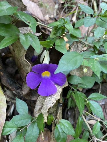 Thunbergia erecta observed 2026-10-27