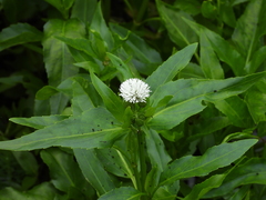 Gymnocoronis spilanthoides