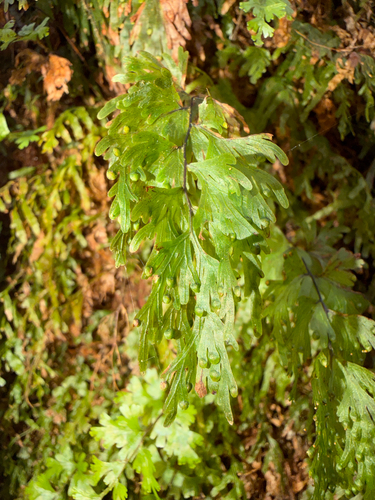 Hymenophyllum flabellatum observed 2026-10-28