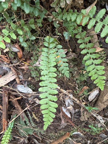 Cranfillia fluviatilis observed 2026-10-28