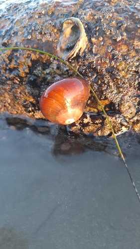 Norrisia norrisii, 2026-10-27