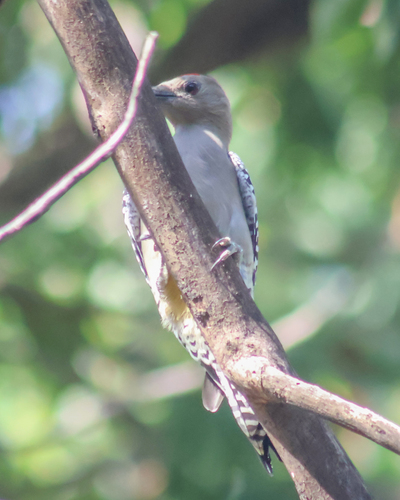 Melanerpes uropygialis, 2026-10-27