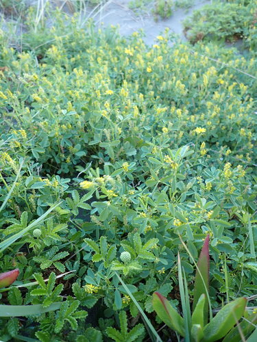 Trifolium observed 2026-10-28