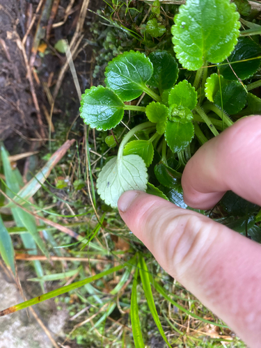 Ourisia macrophylla observed 2026-10-28