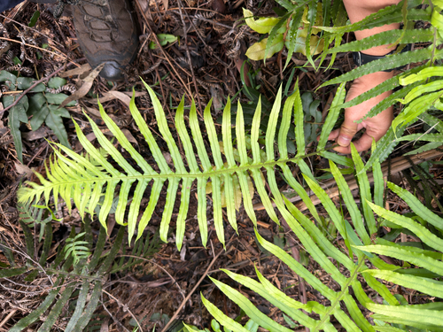 Oceaniopteris cartilaginea observed 2026-10-28