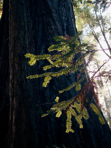 Sequoia sempervirens observed 2026-10-27