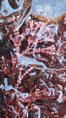 Bossiella orbigniana, 2026-10-27