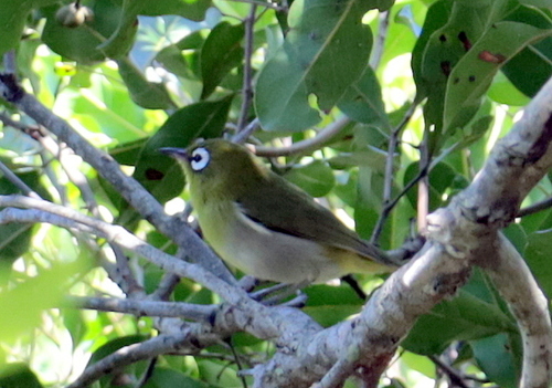 Zosterops observed 2026-10-28