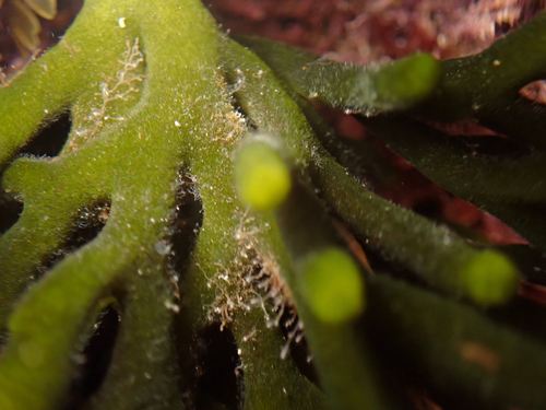 Codium observed 2026-10-27