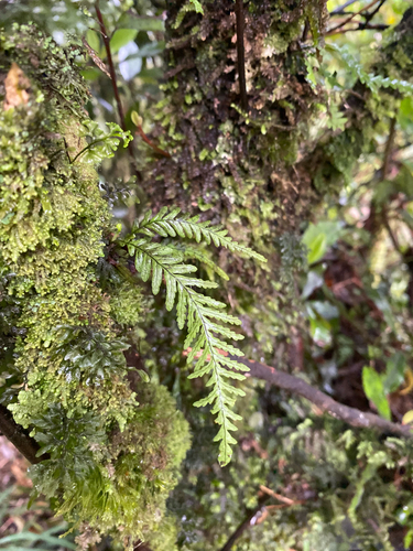 Notogrammitis heterophylla observed 2026-10-28