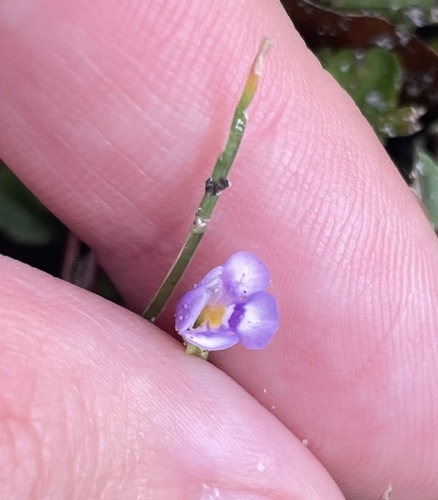 Torenia crustacea observed 2026-10-26
