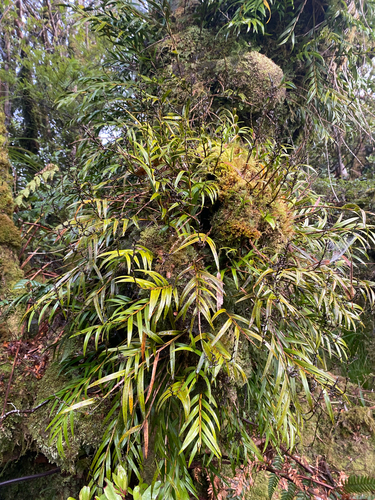 Earina autumnalis observed 2026-10-28