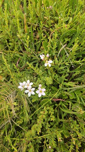 Samolus repens observed 2026-10-28